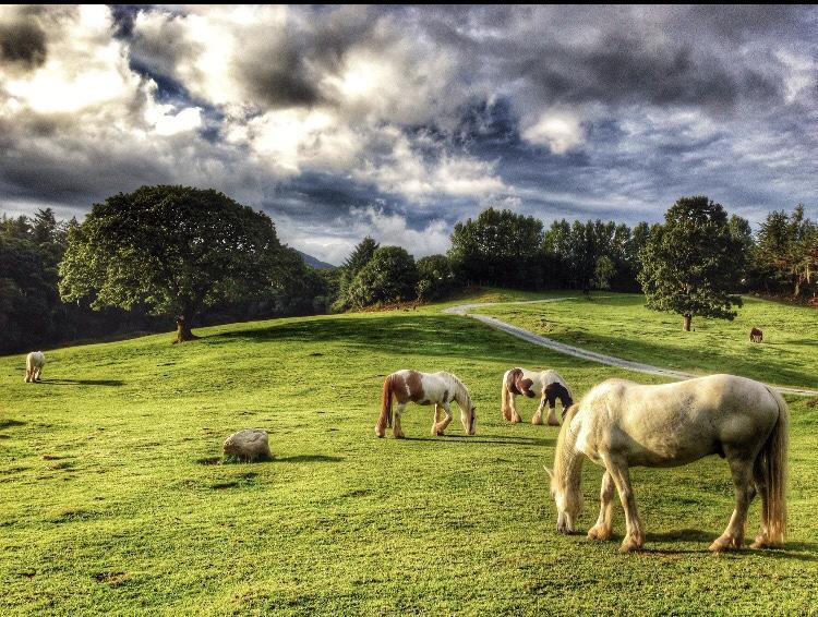 Muckross Riding Stables Βίλα Κιλάρνεϊ Εξωτερικό φωτογραφία