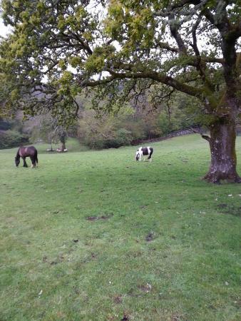 Muckross Riding Stables Βίλα Κιλάρνεϊ Εξωτερικό φωτογραφία